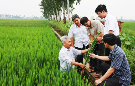 Công tác dồn điền, đổi thửa đất nông nghiệp của huyện Thanh Trì đạt 100% kế hoạch.