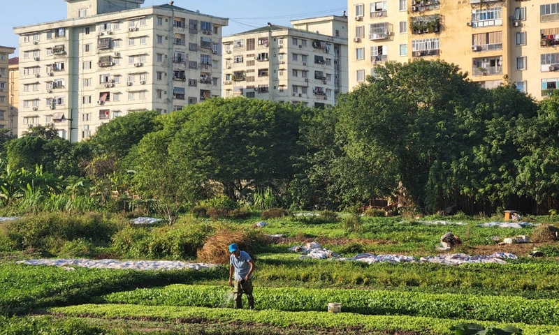 "Đất vàng" khu đô thị nghìn tỷ đồng thành nơi trồng rau, đổ rác