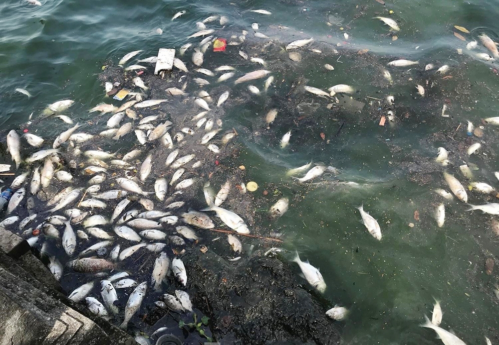 Hà Nội: Hàng tấn cá chết tại hồ Tây – Nguyên nhân và giải pháp