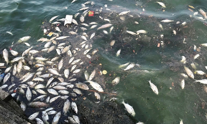Hà Nội: Hàng tấn cá chết tại hồ Tây – Nguyên nhân và giải pháp