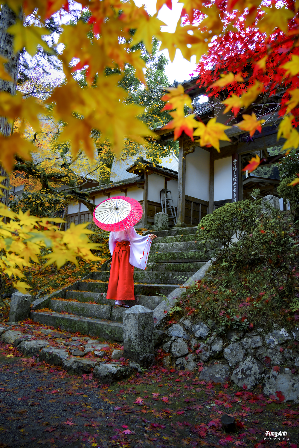 Rừng phong lá đỏ ẩn hiện giữa kiến trúc cổ kính Kyoto, tạo bức tranh tuyệt tác