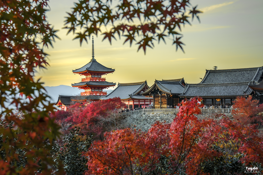 Rừng phong lá đỏ ẩn hiện giữa kiến trúc cổ kính Kyoto, tạo bức tranh tuyệt tác