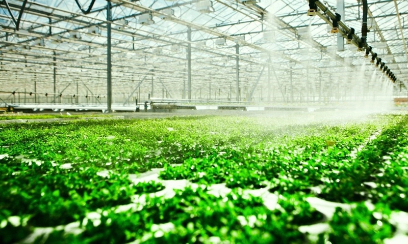 Hà Nội: Đẩy mạnh phát triển sản xuất nông nghiệp ứng dụng công nghệ cao, quy mô lớn