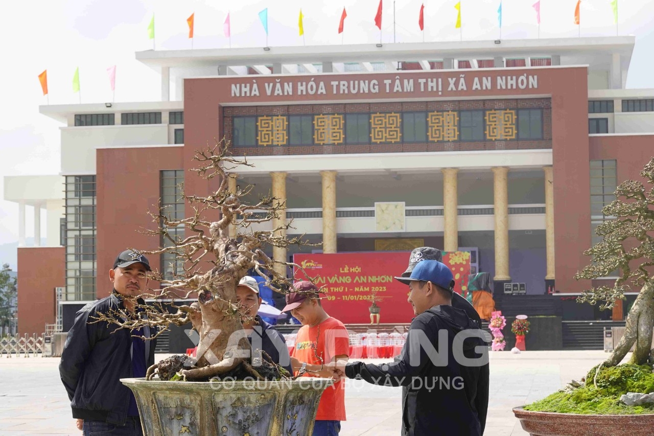 Bình Định: Lễ hội mai vàng khát vọng tỏa sáng