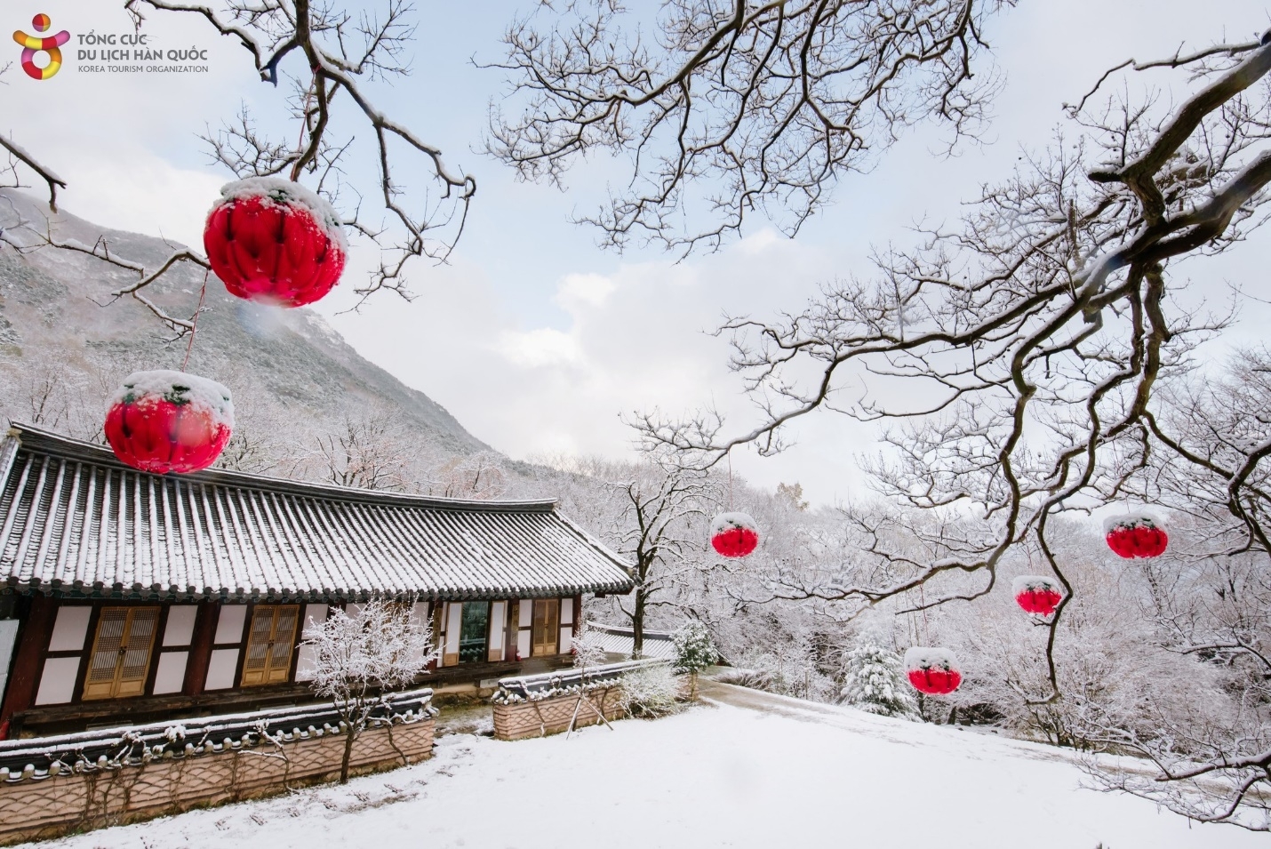 Mê mẩn khung cảnh 'giấc mơ tuyết trắng' đẹp như tranh tại Hàn Quốc