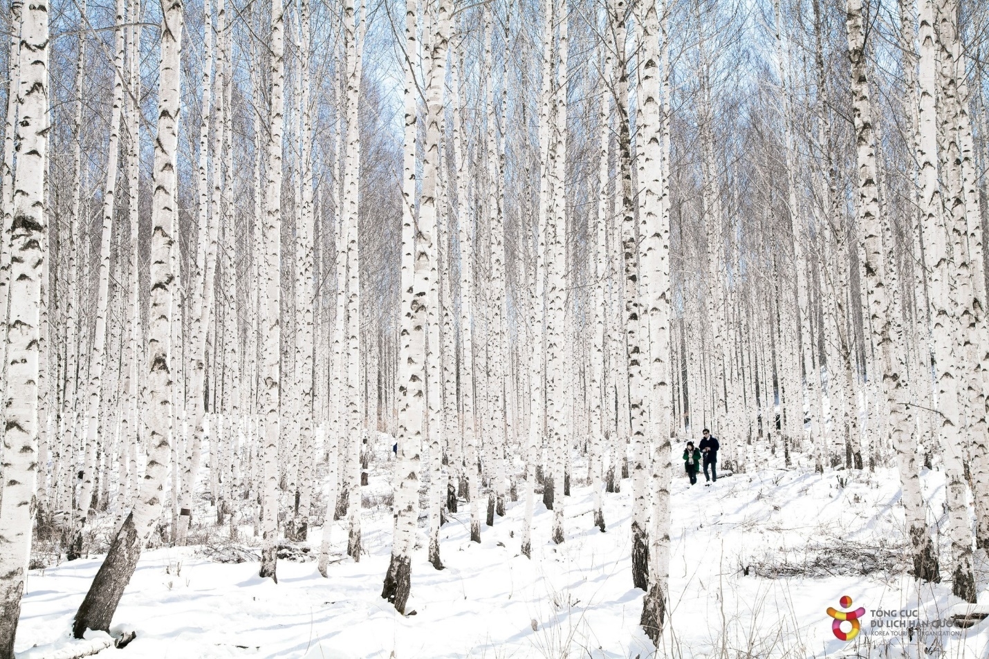 Mê mẩn khung cảnh 'giấc mơ tuyết trắng' đẹp như tranh tại Hàn Quốc
