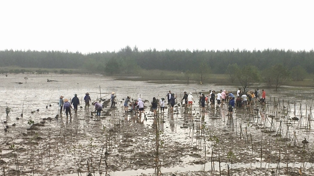 Ninh Bình: Khởi động trồng rừng Dự án Phục hồi và quản lý bền vững rừng ngập mặn vùng Đồng bằng sông Hồng