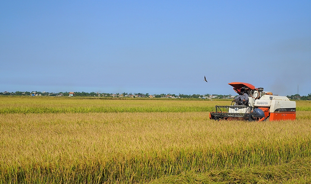 Quảng Trị: Lô hàng gạo hữu cơ đầu tiên được xuất qua châu Âu