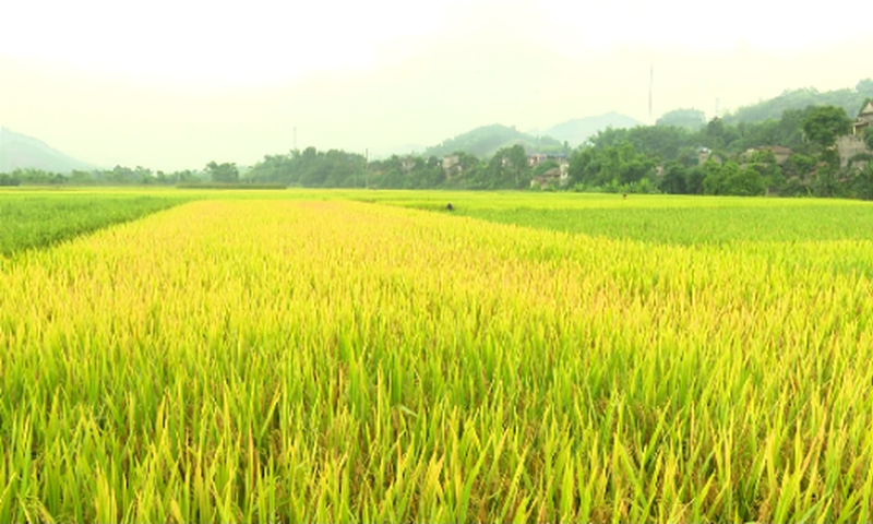 Thí điểm thủ tục chuyển mục đích sử dụng đất trồng lúa quy mô dưới 500 ha tại Khánh Hòa