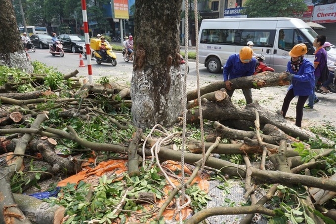 Quy định mới nhất về chặt hạ, dịch chuyển cây xanh ở Hà Nội