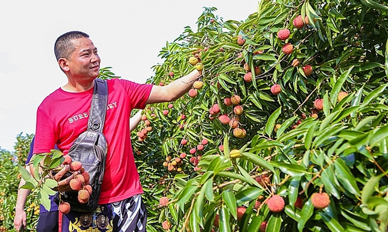 Bắc Giang: Huyện Lục Ngạn tăng diện tích đất nông nghiệp sau điều chỉnh