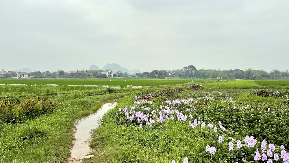 Ninh Bình: Dự án khu nhà ở Bình Minh 3 năm vẫn “nằm” trên giấy
