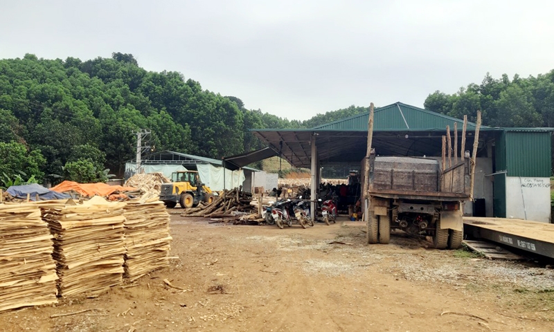 Triệu Sơn (Thanh Hóa): Xưởng sơ chế gỗ keo “chui” hoạt động nhiều năm không bị xử lý