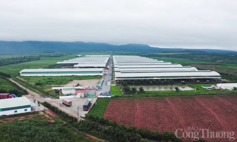 Hàng loạt sai phạm liên quan đến các Dự án chăn nuôi tại Gia Lai