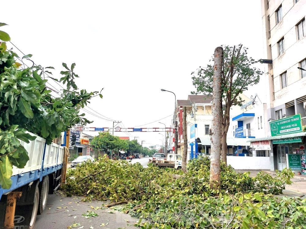 Thành phố Thủ Dầu Một (Bình Dương): Có nên cắt trụi cây xanh trên phố?