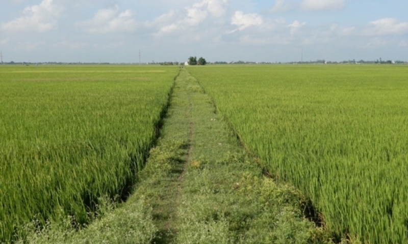Dự án chuyển đổi đất trồng lúa, có cần đánh giá tác động môi trường?