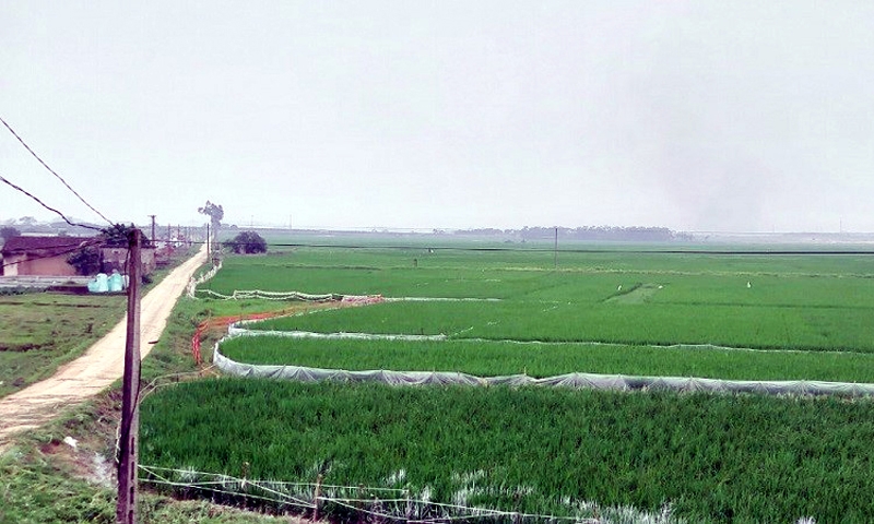 Yên Phong (Bắc Ninh): Vì sao các hộ dân xã Tam Giang phản đối quyết định thu hồi đất cho dự án khu công nghiệp?