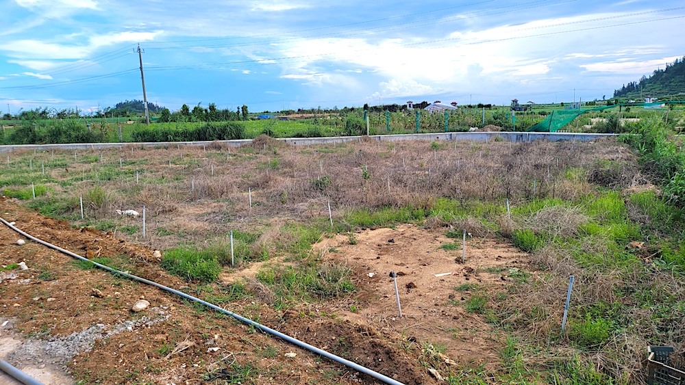 Người đất liền đổ xô mua gom đất trồng hành, tỏi ở đảo Lý Sơn