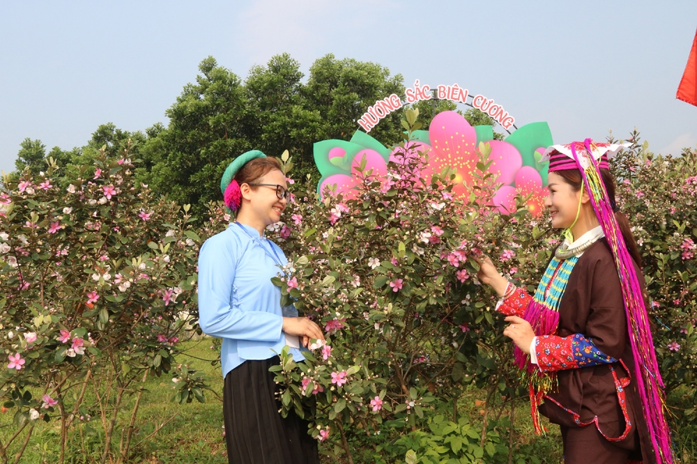 Móng Cái (Quảng Ninh): Lễ hội Hoa sim biên giới năm 2023