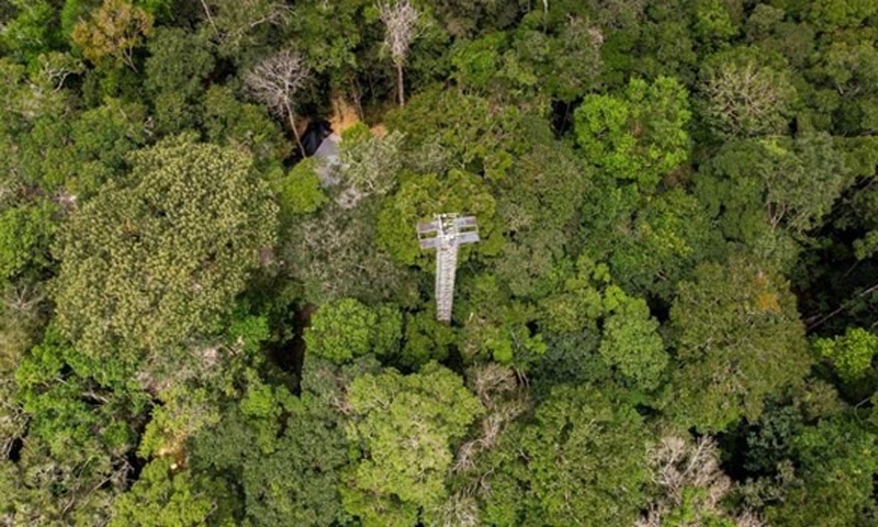 Brazil xây dựng công trình phun khí CO2 vào rừng nhiệt đới Amazon