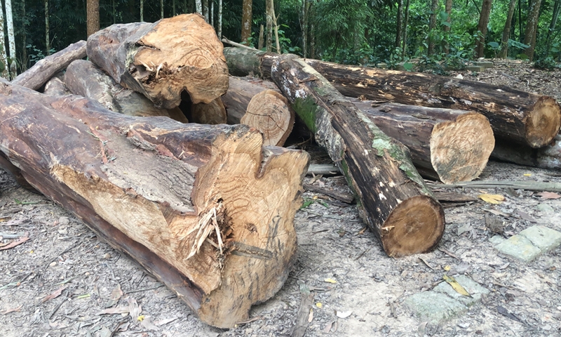 Đồng Hỷ (Thái Nguyên): Cần sớm làm rõ và xử lý nghiêm việc chặt phá rừng phòng hộ