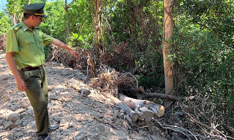 Công an điều tra vụ phá rừng tự nhiên để mở đường ở Quảng Ngãi