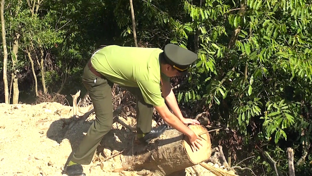 Công an điều tra vụ phá rừng tự nhiên để mở đường ở Quảng Ngãi