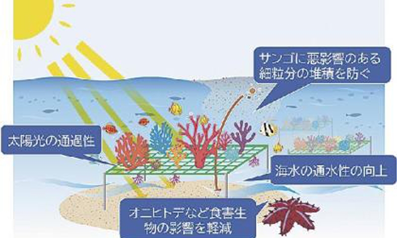 Japanese construction company Kajima, Tokyo Tech Institute, University of the Philippines launch coral project