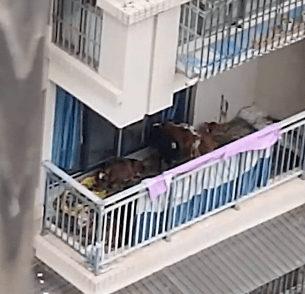 Hàng xóm nuôi 7 con bò trên ban công tầng 5 chung cư gây phẫn nộ