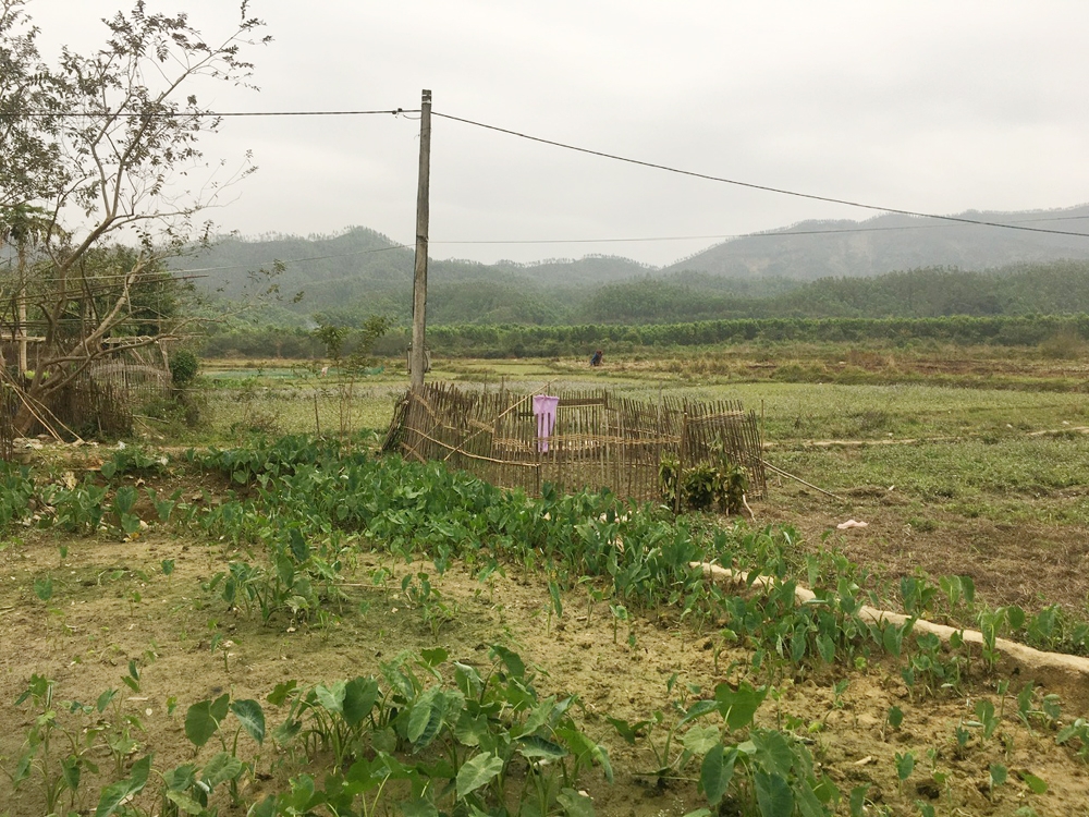 Móng Cái (Quảng Ninh): Hồ bỏ hoang, ruộng thiếu nước