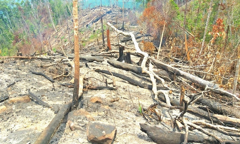 Chưa đầy 10 năm diện tích rừng tự nhiên tỉnh Đắk Lắk suy giảm trên 44.000ha