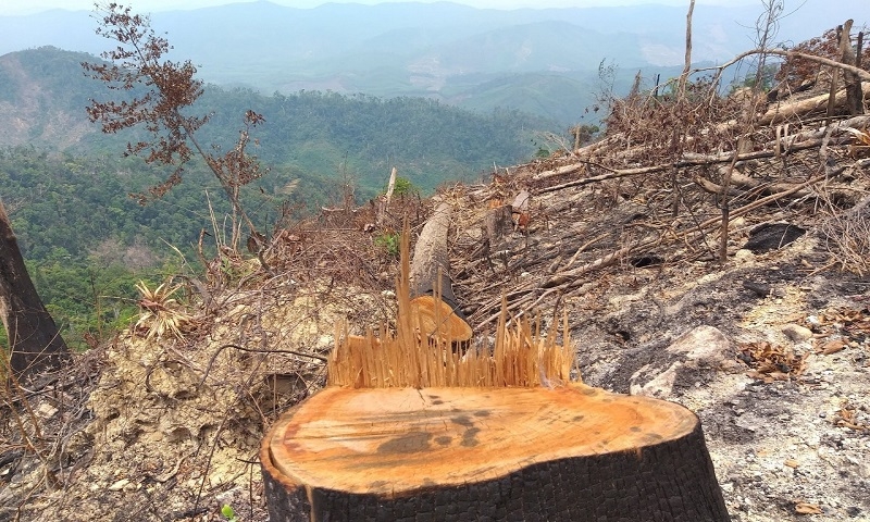 Chưa đầy 10 năm diện tích rừng tự nhiên tỉnh Đắk Lắk suy giảm trên 44.000ha