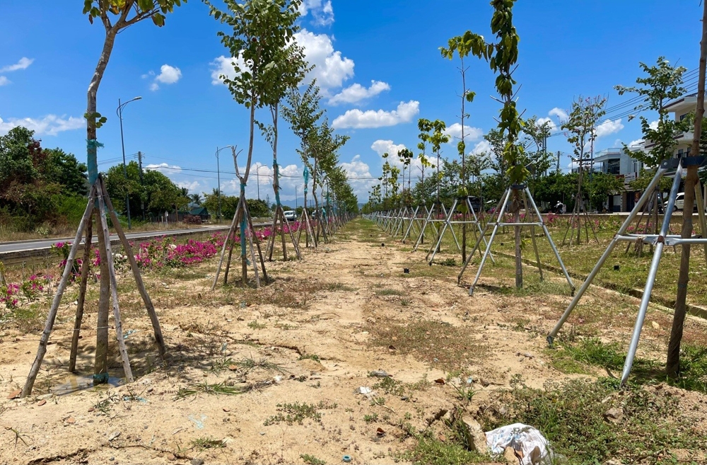 Khánh Hòa: Dự án trồng cây xanh đường Võ Nguyên Giáp chậm tiến độ, ai chịu trách nhiệm?