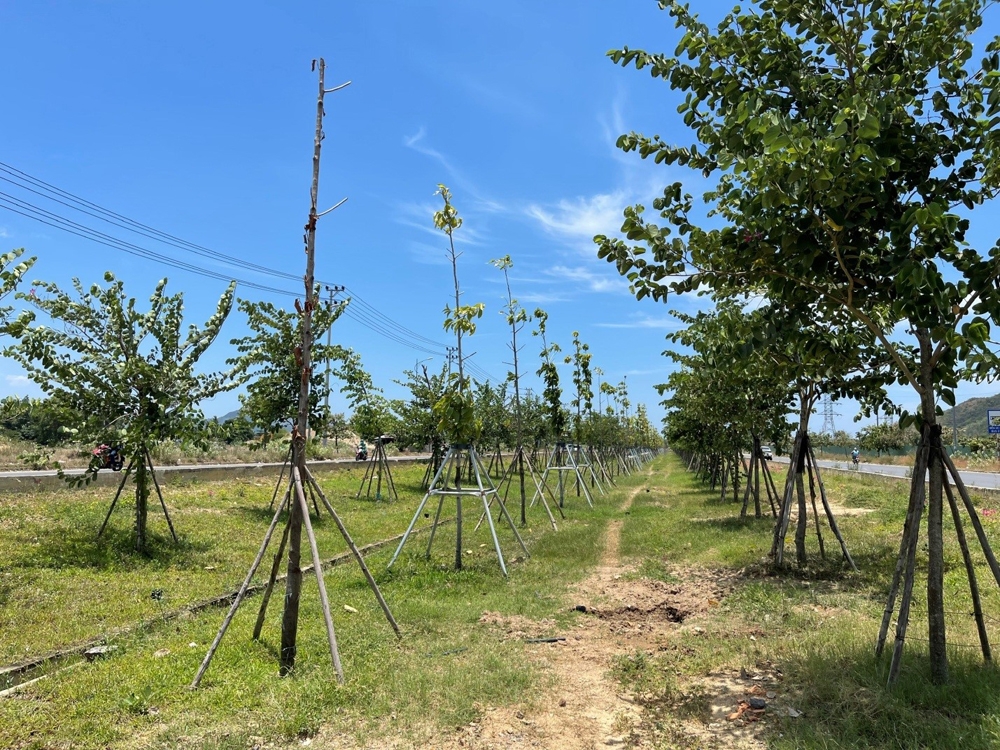 Khánh Hòa: Dự án trồng cây xanh đường Võ Nguyên Giáp chậm tiến độ, ai chịu trách nhiệm?