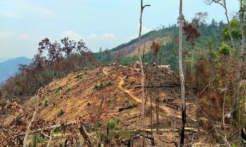 Đắk Lắk bổ sung quy hoạch 1.099ha đất rừng làm các dự án