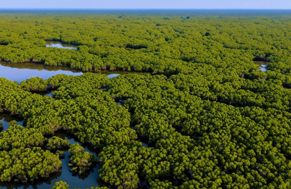 Nam Định: Đề cử Vườn Quốc gia Xuân Thủy trở thành Vườn Di sản ASEAN