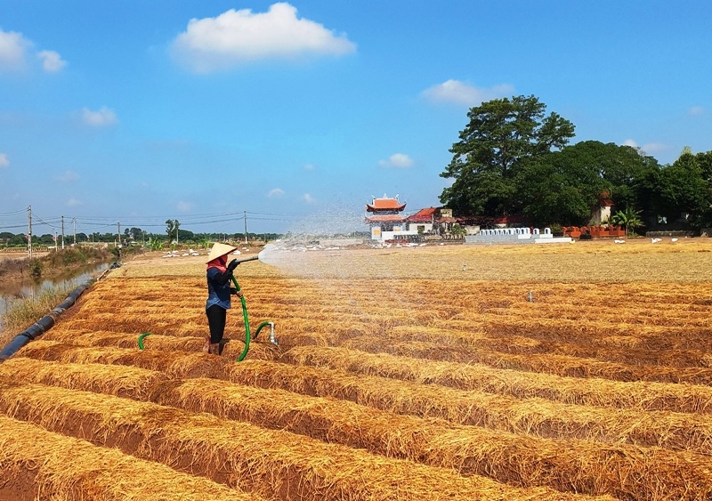 Cẩm Giàng (Hải Dương): Hướng tới huyện Nông thôn mới nâng cao