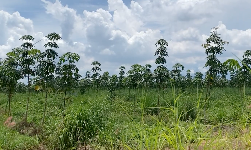  Thu hồi hơn 26 7ha đất của Tổng Công ty Cao su Đồng Nai làm khu tái định cư 