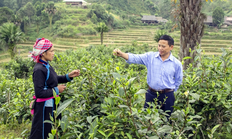 Nông thôn mới ở Lào Cai: Phát triển kinh tế gắn với cây chè hữu cơ