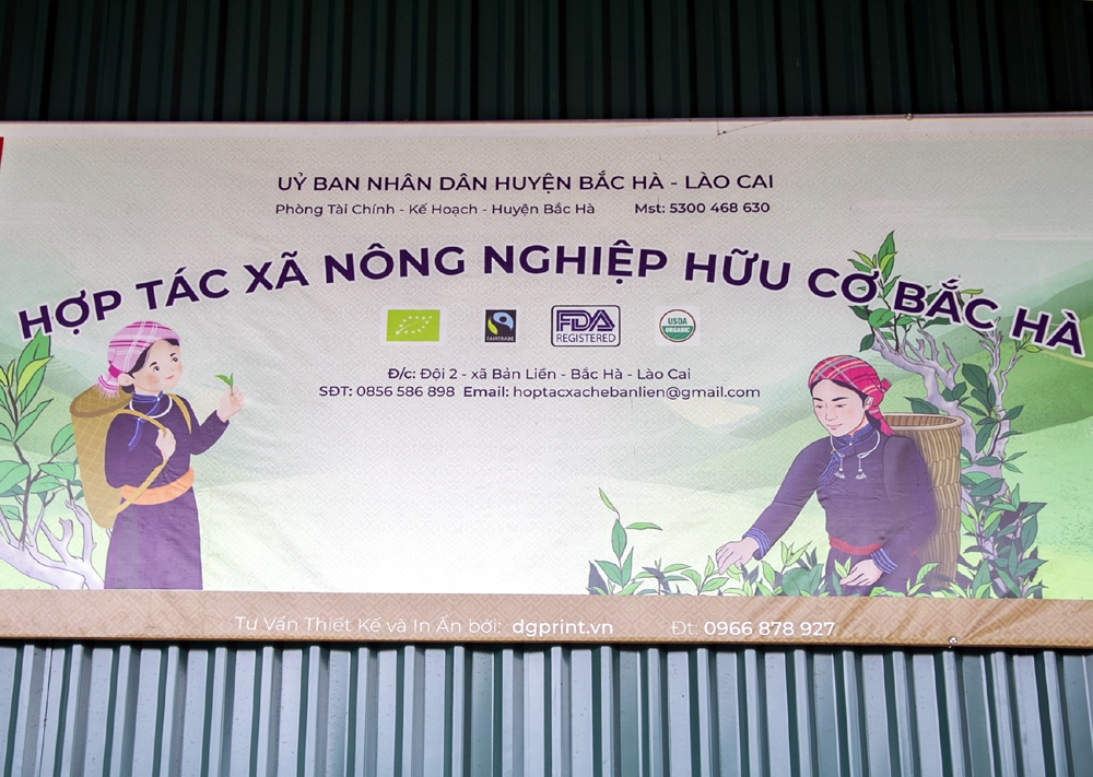 Nông thôn mới ở Lào Cai: Phát triển kinh tế gắn với cây chè hữu cơ