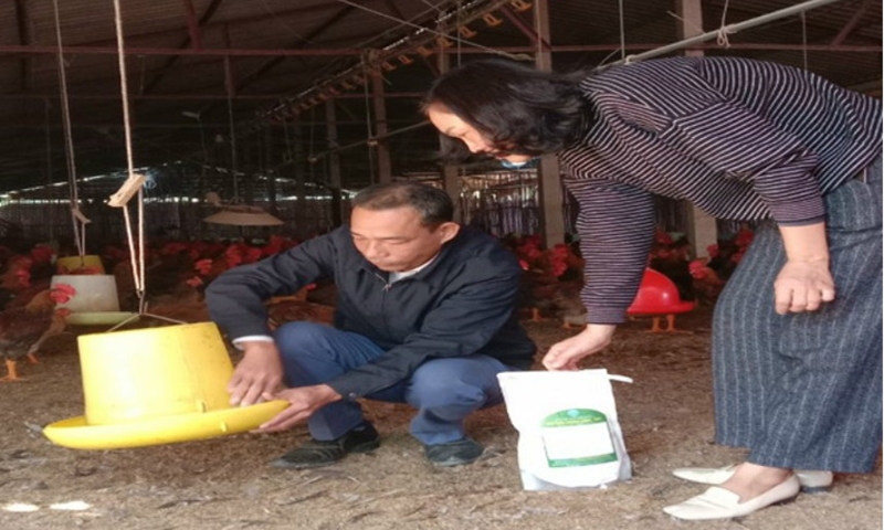 Vĩnh Phúc: Hiệu quả của việc sử dụng chế phẩm Probio Livest -VP1 trong chăn nuôi