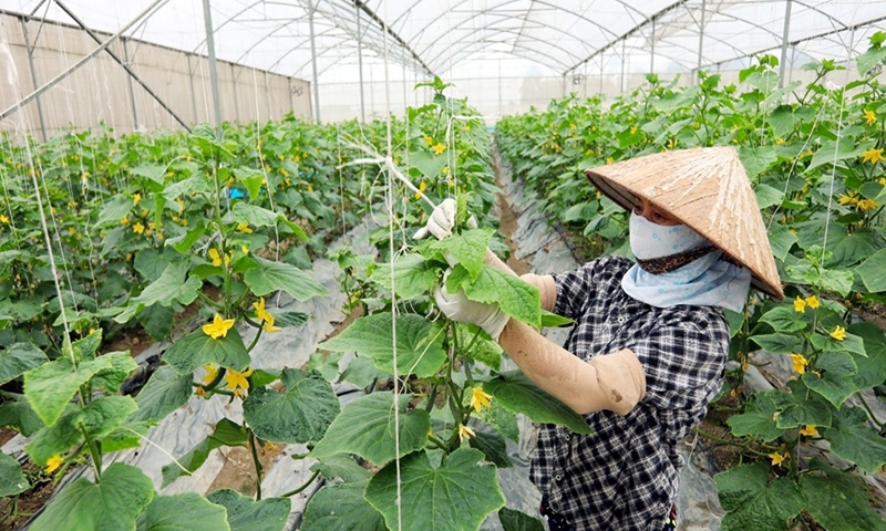 Bắc Giang: Phát triển hợp tác xã nông nghiệp trong tái cơ cấu ngành Nông nghiệp và xây dựng nông thôn mới