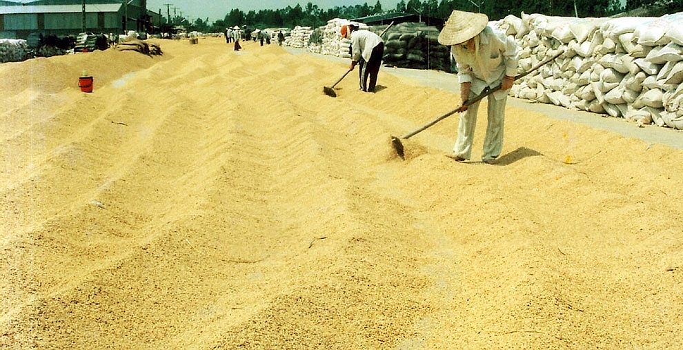 Đồng bằng sông Cửu Long: Khởi động Đề án phát triển bền vững 01 triệu ha chuyên canh lúa chất lượng cao