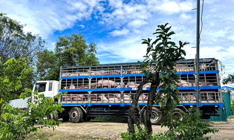 Lâm Đồng: Di dời hơn 8.300 con lợn ra khỏi trang trại do ô nhiễm môi trường