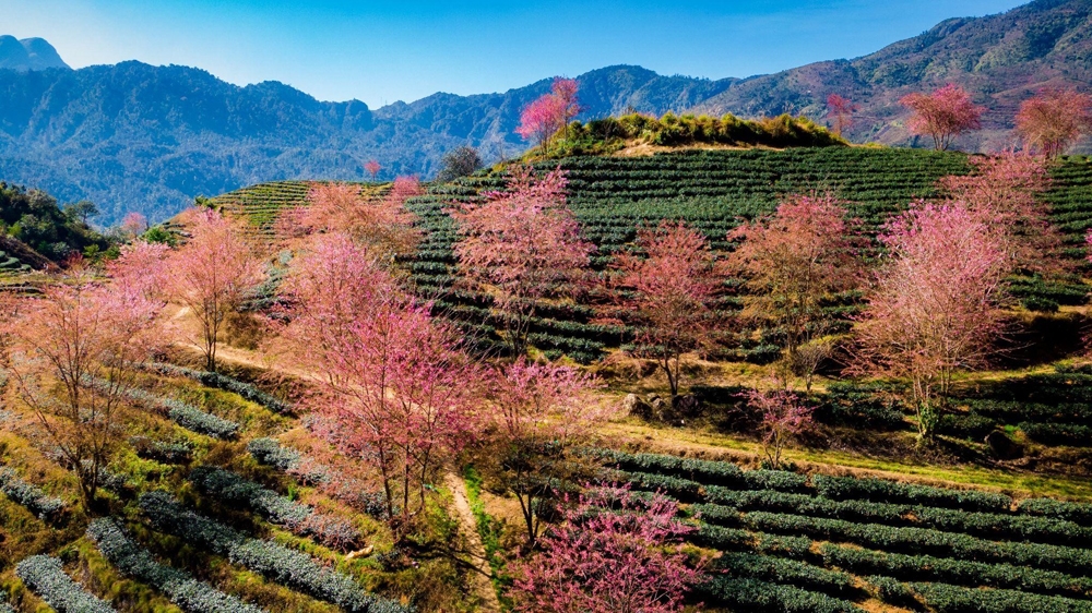 Dịp năm mới này, nhất định phải lên Sa Pa để ngắm hoa anh đào và xem pháo hoa