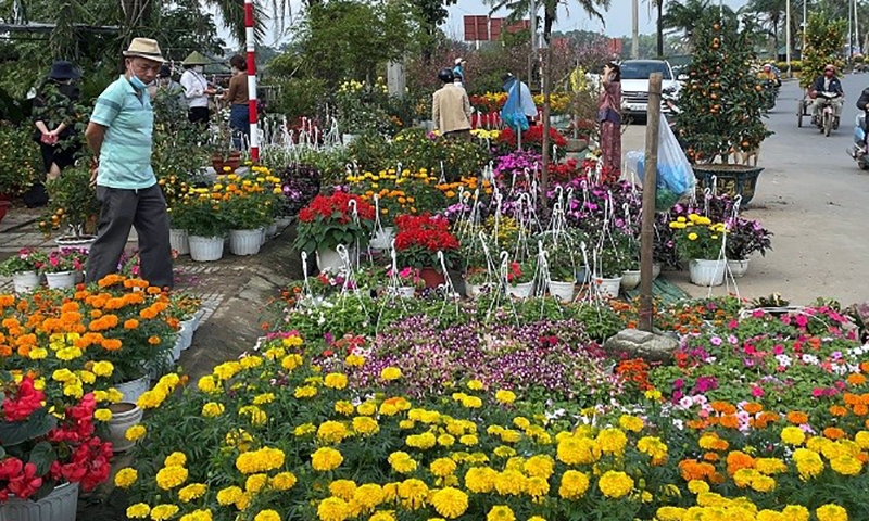 Đông Hà (Quảng Trị): Mở rộng diện tích trồng hoa tập trung