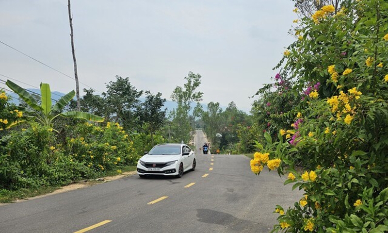 Bình Định: Hoa nở trên cung đường mới nối liền hai huyện Tây Sơn – Vĩnh Thạnh