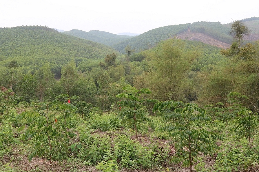 Quảng Ninh: Trồng rừng “đất nào cây ấy”