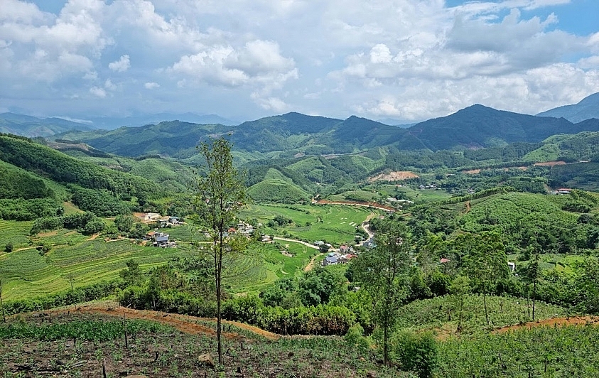 Quảng Ninh: Trồng rừng “đất nào cây ấy”