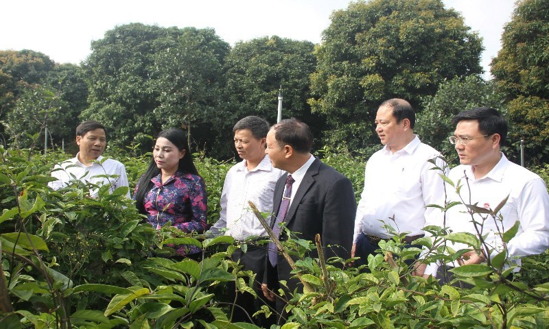 Lập Thạch (Vĩnh Phúc): Phát động Tết trồng cây Xuân Giáp Thìn 2024